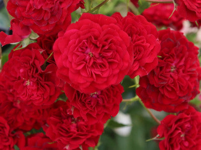 Crimson Silutta Climbing Rose -