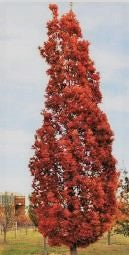 Quercus hyb. Crimson Spire- WINTER DELIVERY