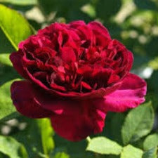 Rose DA Darcy Bussell - WINTER DELIVERY