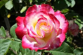 Rose 90cm Standard Double Delight WINTER DELIVERY
