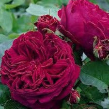 Rose DA Falstaff - WINTER DELIVERY