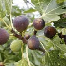 Fig Black Genoa - WINTER DELIVERY