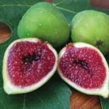 Fig White Adriatic - WINTER DELIVERY