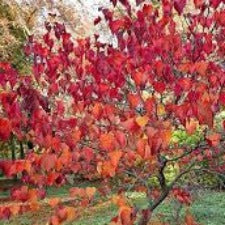 Cercis canadensis Forest Pansy- short- WINTER DELIVERY