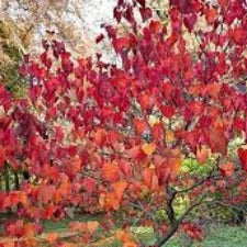Cercis canadensis Forest Pansy- tall - WINTER DELIVERY