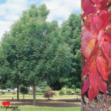 Fraxinus americana 'Appldell' Autumn Applause- WINTER DELIVERY