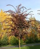Ulmus carpinifolia x parvifolia 'Frontier'- WINTER DELIVERY