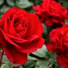 Rose MS Gallipoli centenary rose WINTER DELIVERY