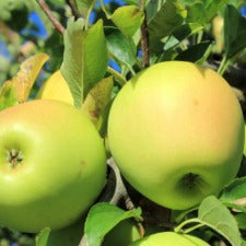 Apple Golden Delicious Semi Dwarf - WINTER DELIVERY