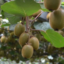 Kiwifruit Male 'Chinese Gooseberry' - WINTER DELIVERY