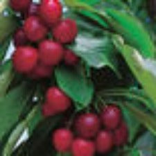 Cherry Lapins Dwarf - WINTER DELIVERY