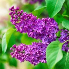 Lilac Missimo WINTER DELIVERY