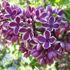 Lilac Sensation - WINTER DELIVERY