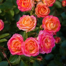 Rose Mini Little Sunset (Korlutmag) - WINTER DELIVERY