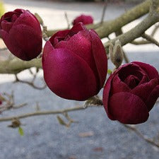 Magnolia Black Tulip - WINTER DELIVERY