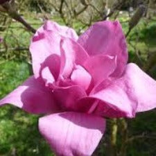 Magnolia Vulcan - WINTER DELIVERY