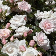 Many Happy Returns Rose Floribunda 90cm Standard-