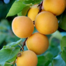 Apricot Moorpark - WINTER DELIVERY