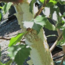 Betula pendula alba Moss White - WINTER DELIVERY