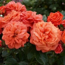 Rose F Orangerie WINTER DELIVERY