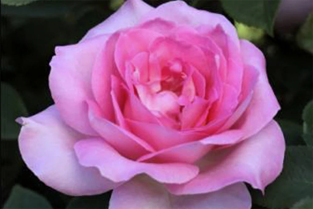 Perfume Passion Rose Hybrid Tea -90cm Standard Bareroot