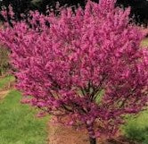 Prunus persica Pink Duchess- WINTER DELIVERY