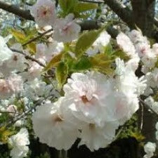 Prunus Mt Fuji - ornamental cherry - WINTER DELIVERY