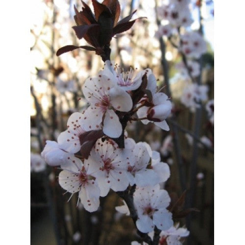 Prunus oakville crimson spire - WINTER DELIVERY