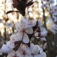 Prunus nigra fastigata - WINTER DELIVERY