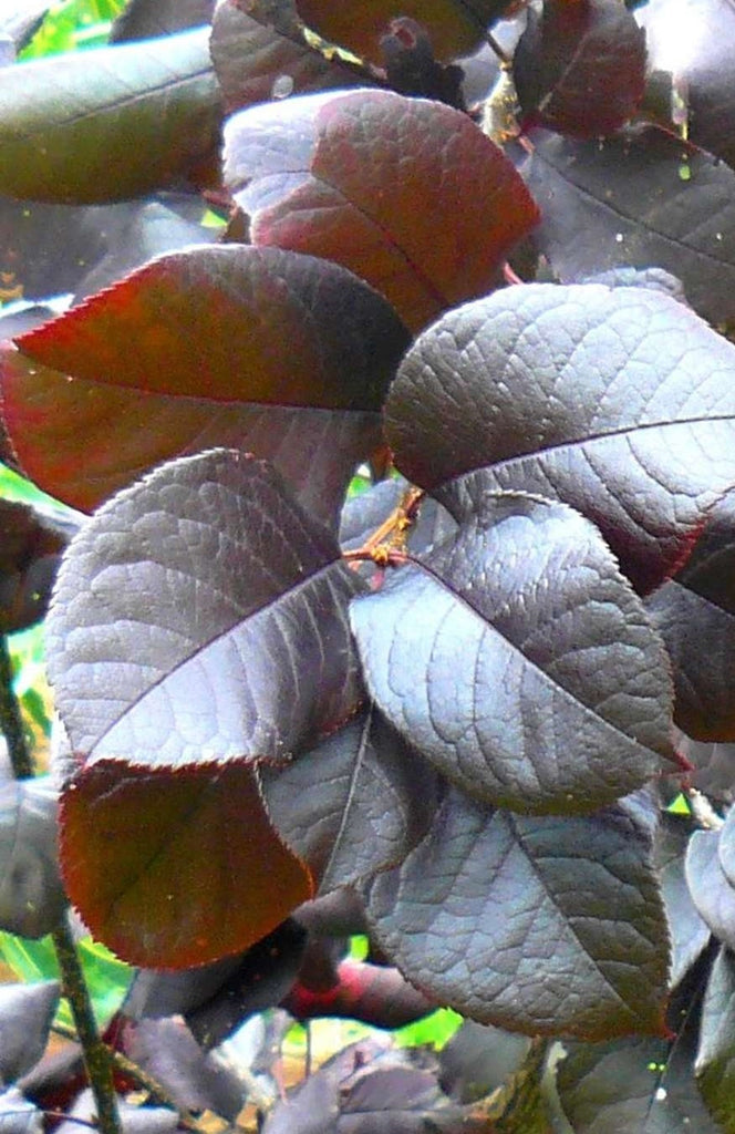 Prunus Purple Jewel - ornamental plum - WINTER DELIVERY