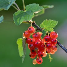 Red Currant - WINTER DELIVERY