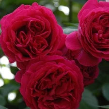 Rose Climbing Red Pierre de Ronsard WINTER DELIVERY