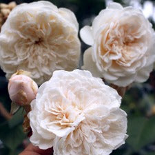 Rose Climbing Sombreuil WINTER DELIVERY