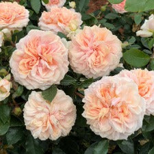 Garden of Roses- 90cm Standard -