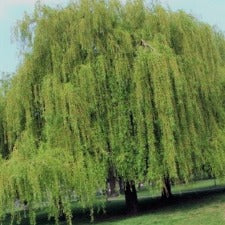 Salix babylonica- willow - WINTER DELIVERY
