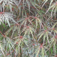 Acer palmatum dissectum 'Shojo Shidare' - weeping mini standard - WINTER DELIVERY