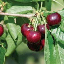 Cherry Stella - WINTER DELIVERY