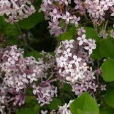Lilac Persian Lilac - WINTER DELIVERY