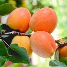Apricot Tilton Dwarf - WINTER DELIVERY