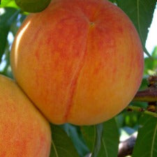 Apricot Trevatt - WINTER DELIVERY