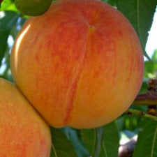Apricot Trevatt Dwarf - WINTER DELIVERY