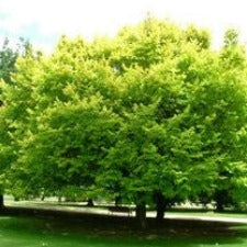 Ulmus glabra - Lutescens (Golden Elm) - WINTER DELIVERY
