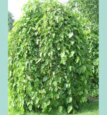 Weeping Mulberry- Morus Alba Pendula - 1.2m tall - WINTER DELIVERY