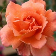Rose climbing Westerland -  WINTER DELIVERY