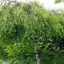 Betula pendula 'Youngii' short standard - WINTER DELIVERY