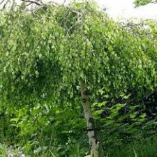 Betula pendula 'Youngii' - WINTER DELIVERY